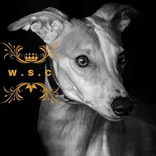 W.S.C Racing Data Base for Lurchers, Whippets & Terriers